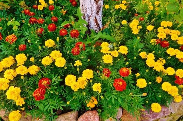 Нужно ли прищипывать бархатцы: советы по выращиванию цветов - фото