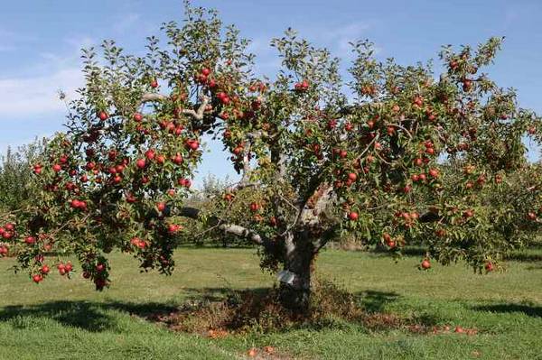 Особенности обработки яблонь весной с фото