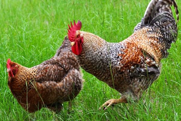 Курицы Билефельдер  отличный представитель мясояичной породы с фото