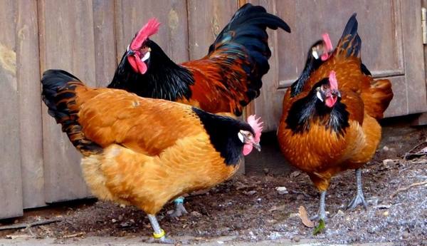 Курицы породы Форверк: отличные несушки с ярким оперением с фото