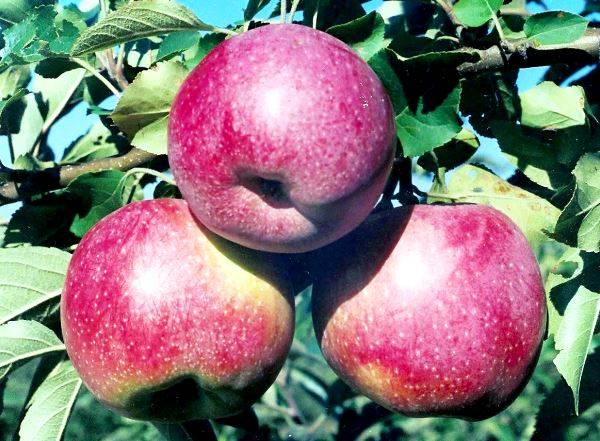 Зимний сорт Флорина - румяные сладкие яблоки - фото