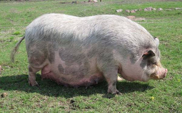 Опорос вьетнамских свиней первый раз: что и как надо делать с фото