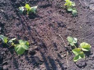 Оптимальная почва для клубники: какой она должна быть с фото
