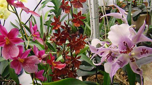Неприхотливый гибрид орхидеи Камбрия - фото