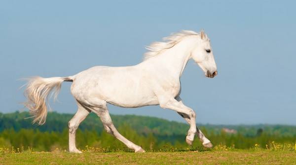 Знаменитая Орловская порода лошадей: характеристика и условия содержания - фото