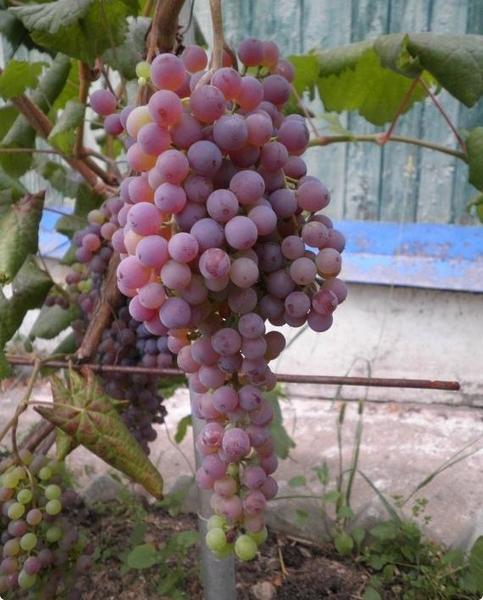 Особенности выращивания винограда в средней полосе - фото