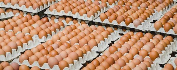 Почему куры несут яйца разного окраса: от чего зависит цвет скорлупы и желт ... - фото