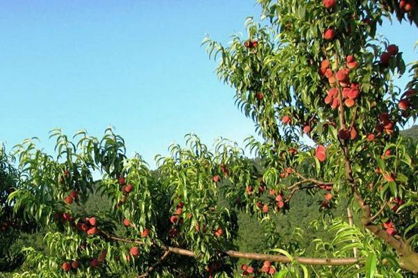 Как вырастить персиковое дерево и получить обильный урожай - фото