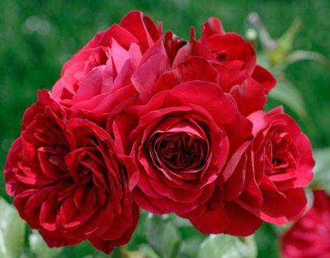 Плетистая роза Симпатия: особенности выращивания с фото