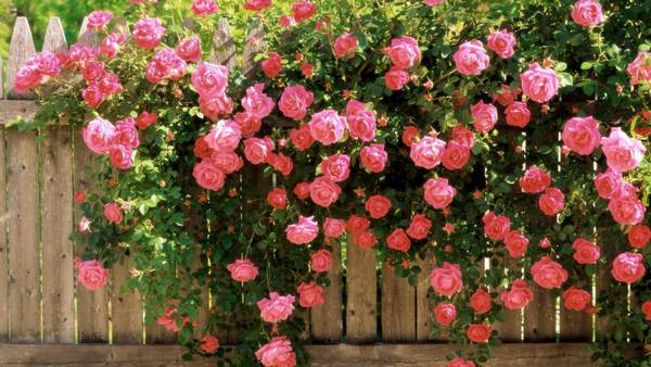 Правила посадки и выращивания плетистых роз - фото