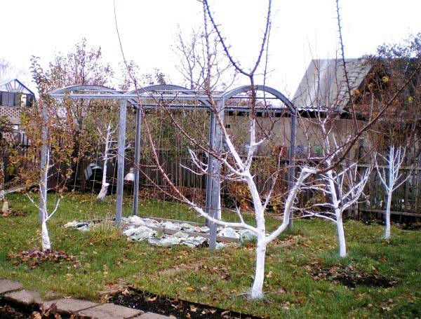 Особенности осенней побелки яблоневых деревьев с фото