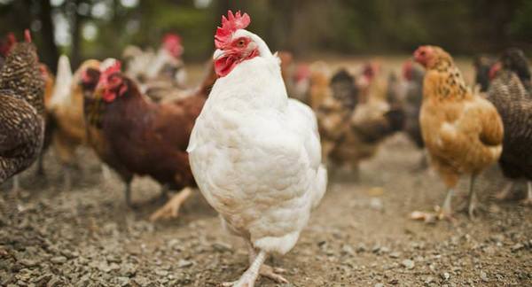 Плохая яйценоскость у кур в разные времена года: причины и способы решения - фото