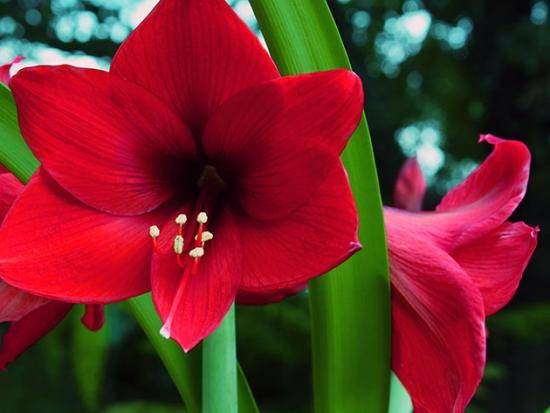 Почему не цветет амариллис в домашних условиях, как спровоцировать цветение с фото