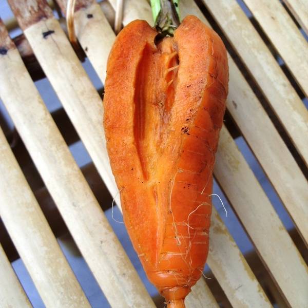 Почему трескается морковь: основные причины с фото