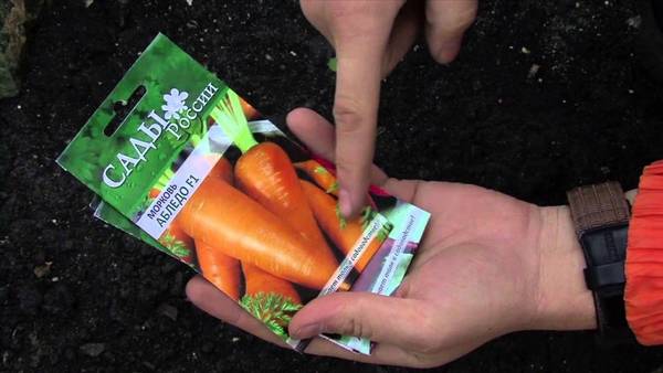 Инструкция по подготовке семян моркови к посадке - фото