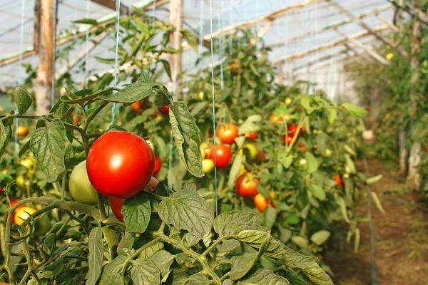 Способы подвязки помидоров в теплице - фото