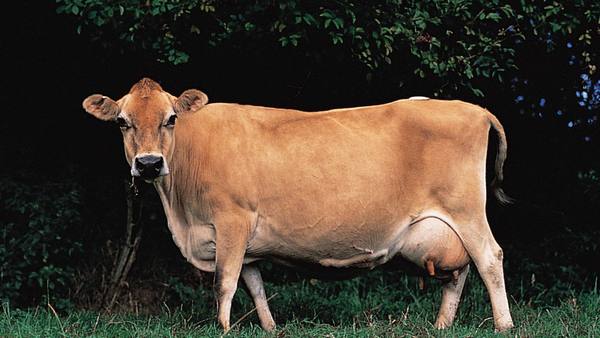 Порода коров джерси: правила кормления и содержания для сохранения молочной ... - фото