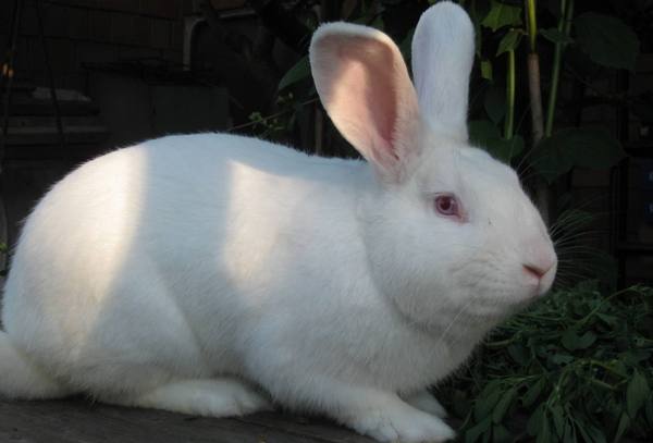 Бройлерные кролики породы белый паннон  быстрый рост и высокая плодовитость - фото