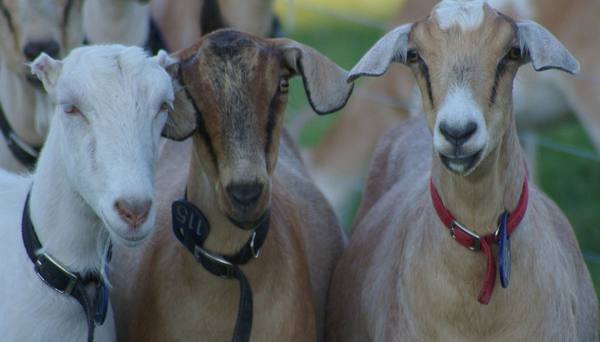Породы дойных коз: особенности выбора и главные черты фаворитов - фото