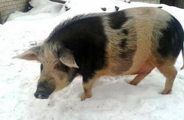 Полудикие свиньи кармал  самая экономически выгодная порода с фото