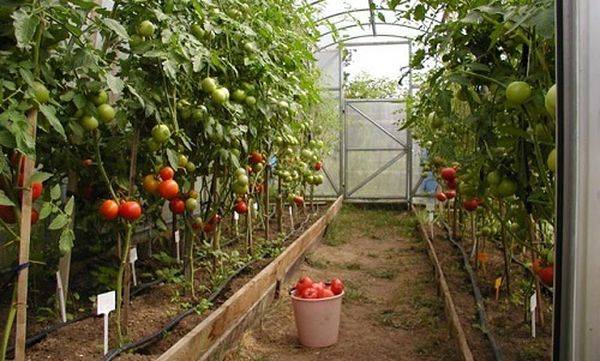 Правила посадка рассады томатов в теплицу из поликарбоната - фото