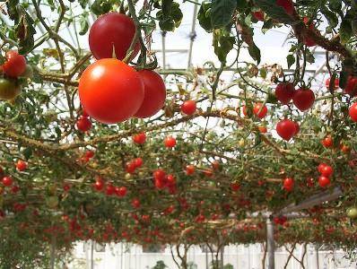 Посмотрите выращивание томатов в теплице на видео - и сделайте лучше - фото