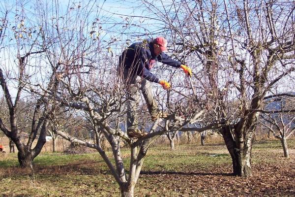 Правила обрезки плодовых деревьев и популярные методики - фото