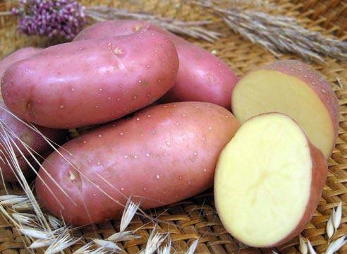 Правильный уход за картофелем  залог хорошего урожая с фото