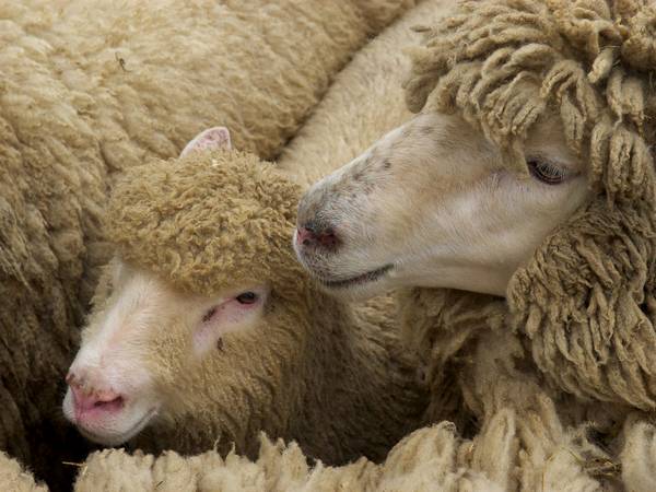 Какие бывают болезни овец и их лечение для предупреждения осложнений - фото