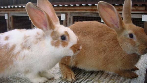 Когда и зачем делать прививку кроликам? с фото