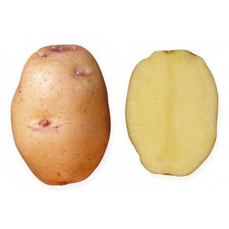 Раннеспелый картофель Барон и Импала с фото