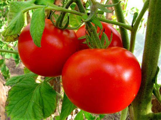 Ранние помидоры для открытого грунта, общие рекомендации и обзор популярных ... - фото