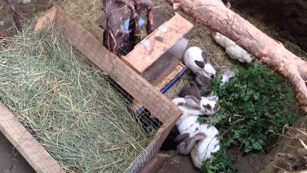 Разведение кроликов в ямах: особенности содержания и ухода за поголовьем с фото