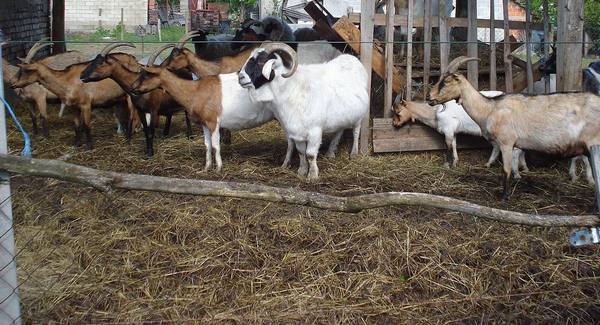 Разведение коз в домашних условиях для начинающих: выбор, уход, кормление - фото