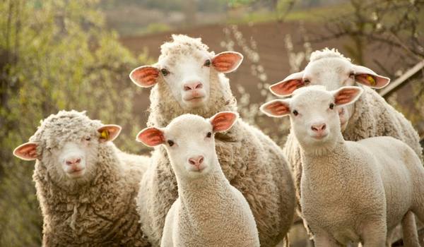 Разведение овец в домашних условиях: полезные рекомендации для начинающих с фото