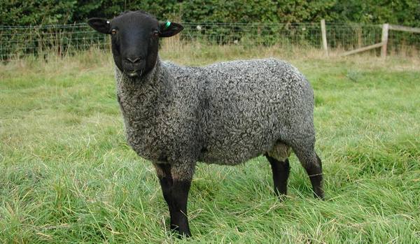 Романовская порода овец  лучший вариант для начинающих животноводов - фото