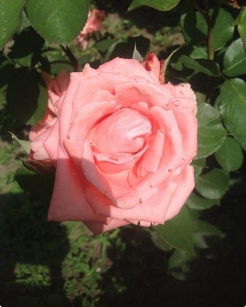 Роза  королева цветов с фото