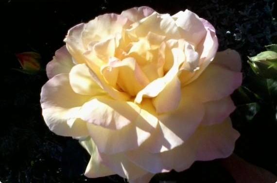 Роза  королева вашего сада Черенкование, уход, укрытие на зиму - фото
