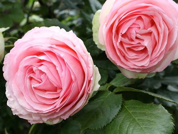 Роза Пьер де Ронсар: неприхотливый сорт с нежно-розовыми цветами - фото