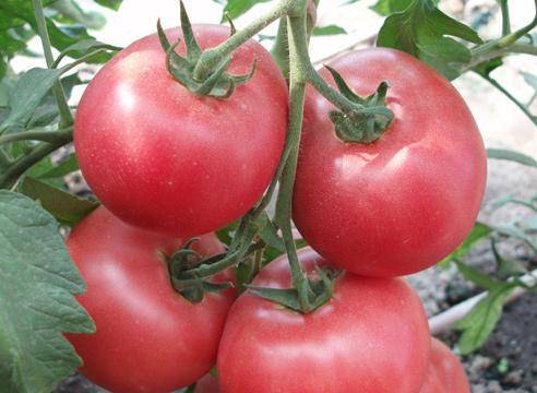 Розовые помидоры: сорта и уход за урожаем летом - фото