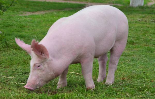 Популярные породы свиней сального и мясо-сального направления - фото