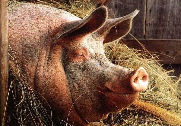 Какие свиньи самые большие в мире: обзор рекордсменов среди диких и домашни ... - фото