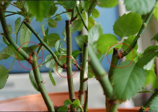 Секреты размножения роз черенкованием - фото