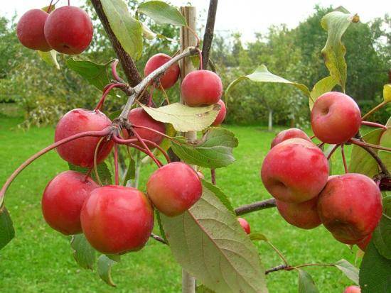 Секреты ухода за яблонями весной, основные рекомендации для садоводов - фото