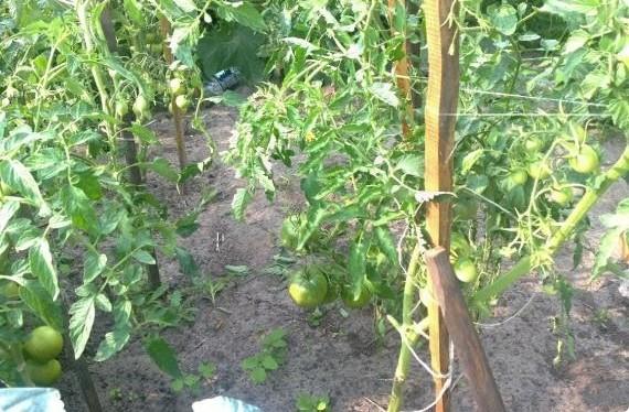 Секреты выращивания томатов - фото