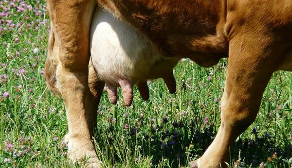 Серозный мастит у коров: причины, симптомы и лечение - фото