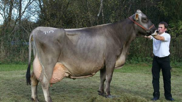 Швицкая порода коров: характеристика продуктивности и особенности содержани ... - фото