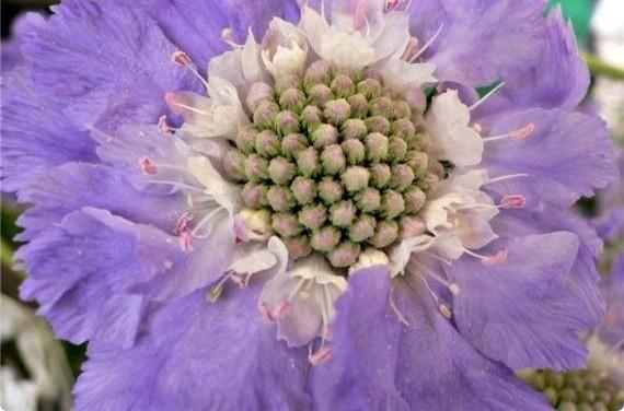 Нежная и трогательная скабиоза  цветок невесты с фото