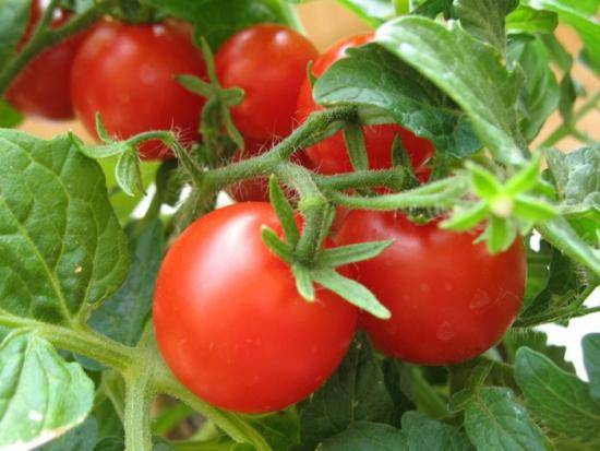 Схема посадки томатов на дачном участке с фото