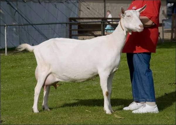 Сколько молока дает коза: правильное питание и содержание для увеличения уд ... - фото